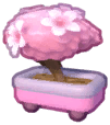 Island Adventure Sakura Bonsai