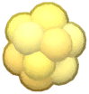 Island Adventure Pollen Puff