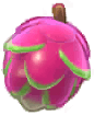 Island Adventure Dragonfruit