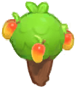 Island Adventure Mango Fruit Tree